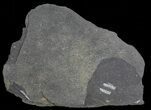 Fossil Graptolites (Didymograptus) - Great Britain #66615-1